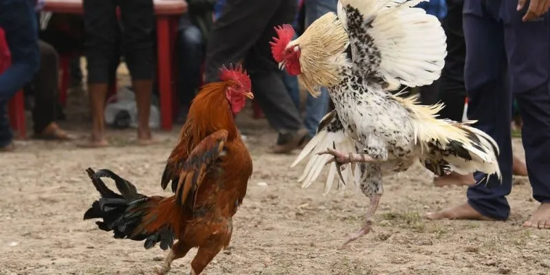 Xem đá gà mãn nhãn với camera chuẩn 4k