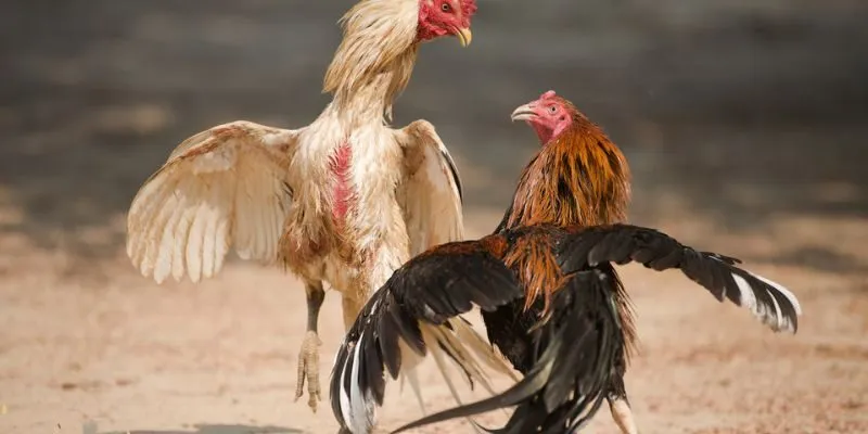 Những tips đá gà độc đáo từ dân chơi chuyên nghiệp