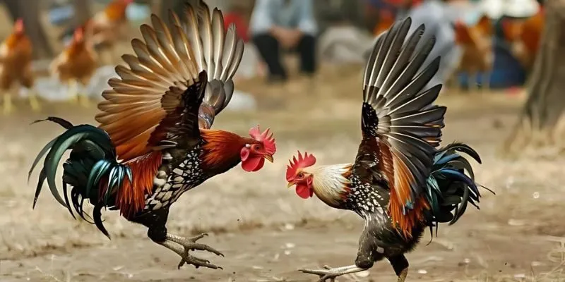 Hiểu rõ về cách tấn công giúp hội viên chọn đúng kèo