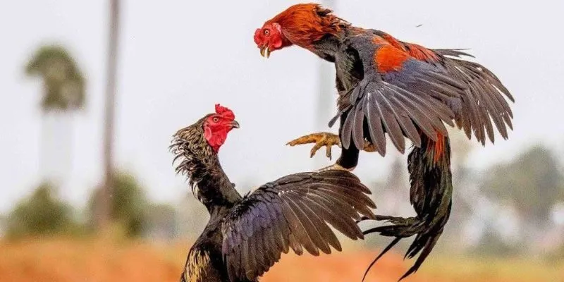 Đá gà cựa dao 9win mang tính sát thương cao