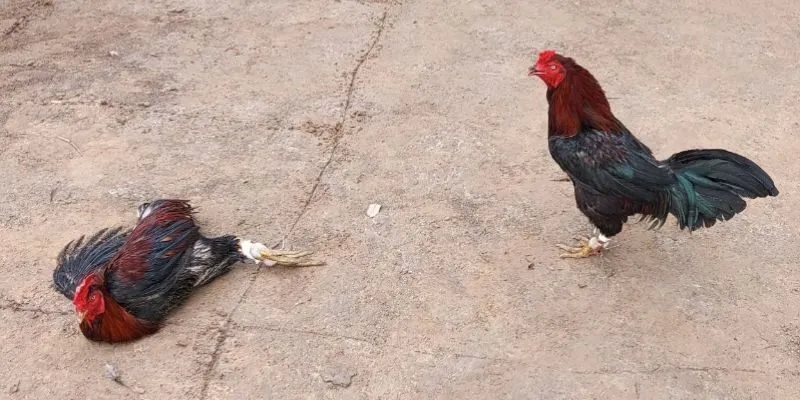 Những lựa chọn được yêu thích trong đá gà cựa sắt