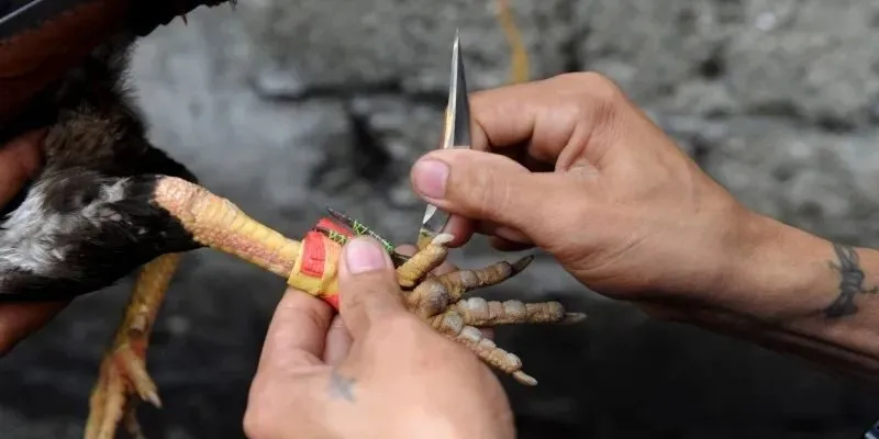 Cựa dao cần được gắn chuẩn xác để tăng sát thương